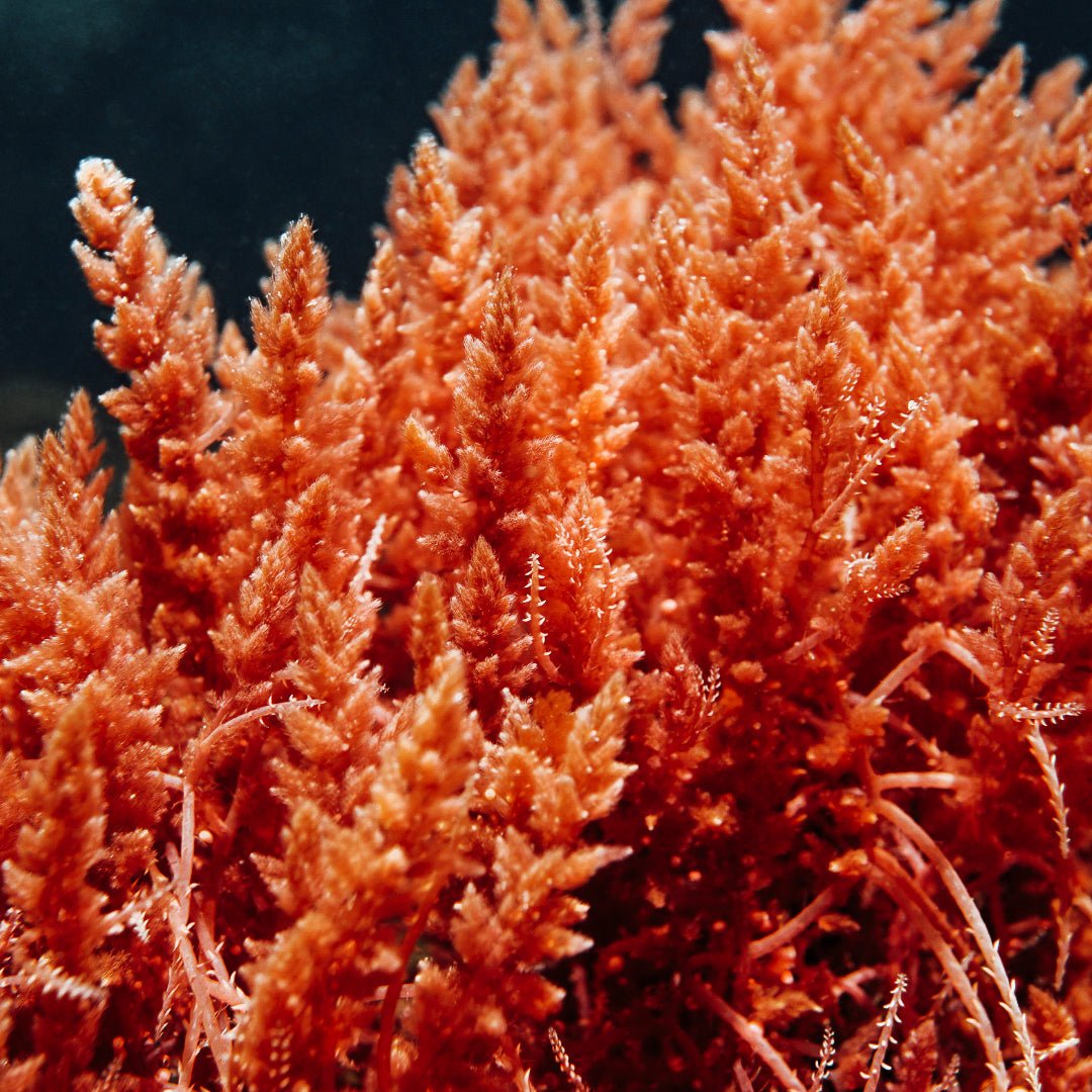 Need to know: Red Algae Extract - 35 Thousand